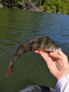 European Perch