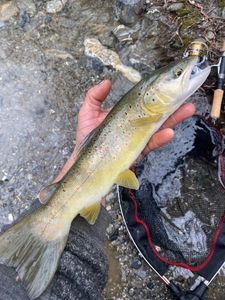 Brown Trout