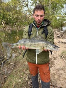 Zander