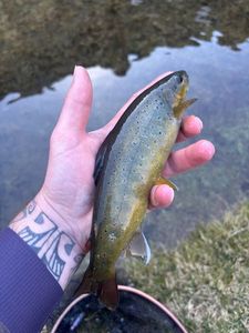 Brown Trout