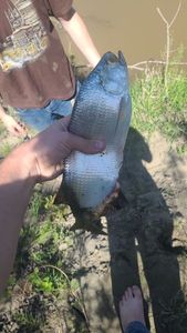 Goldeye