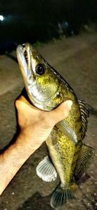 Zander