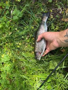 Rainbow Trout