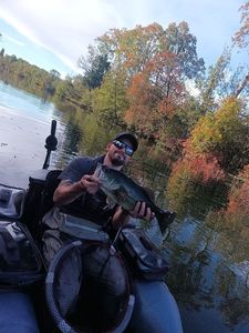 Largemouth Bass