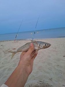 Cape Horse Mackerel
