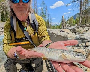 Brown Trout