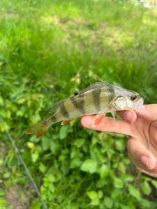 European Perch