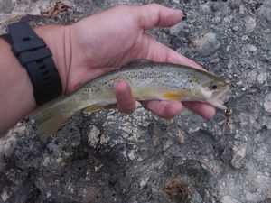 Brown Trout