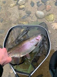 Rainbow Trout