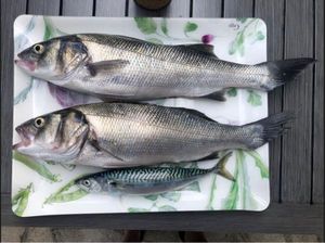European Bass (Seabass)
