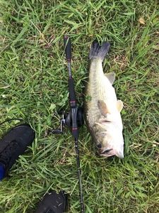 Largemouth Bass