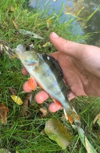European Perch