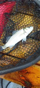 European Bass (Seabass)