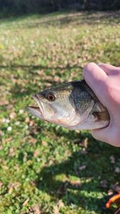 Largemouth Bass