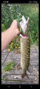Northern Pike