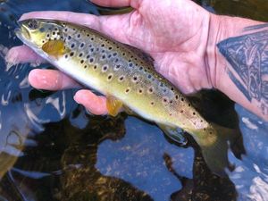 Brown Trout