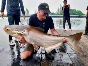 Mekong Giant Catfish