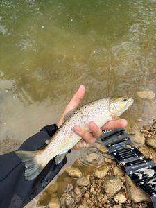 Brown Trout