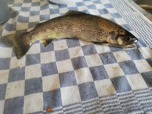 Brown Trout