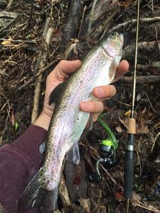 Rainbow Trout