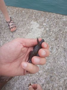 Black Goby