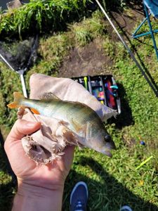 European Perch