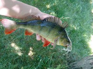 European Perch
