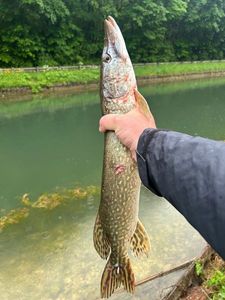 Northern Pike