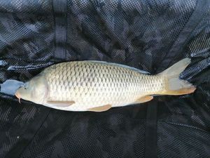 Common Carp
