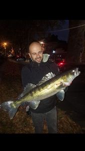 Zander