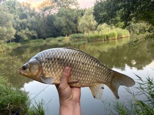 Prussian Carp