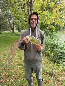 Largemouth Bass