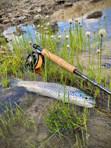 Lake Trout