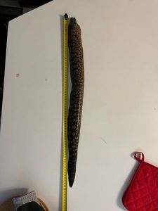 Mediterranean Moray