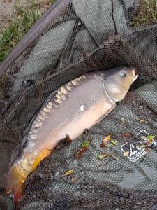 Mirror Carp