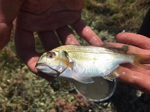 Gilthead Seabream