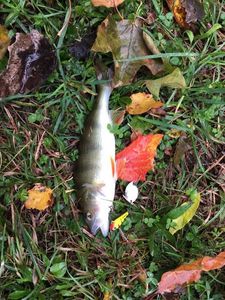 European Perch