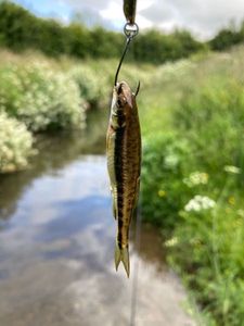Common Minnow