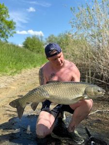 Grass Carp