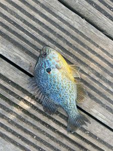 Green Sunfish