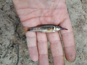 Common Minnow
