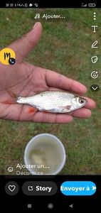 Roach