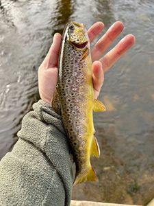 Brown Trout