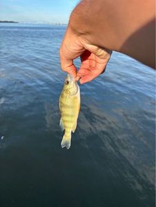 Yellow Perch