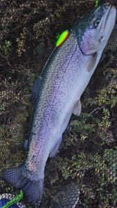 Rainbow Trout