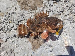 Brown Scorpionfish