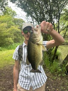 Largemouth Bass