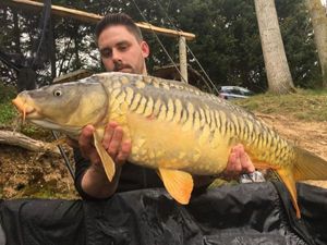 Mirror Carp