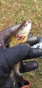 Black Bullhead