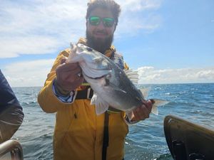 European Bass (Seabass)